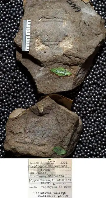 Dokumentasi USNM PAL61633 dengan identifikasi pada sumber Crepicephalus iowensis. Isi dan label gambar dipertahankan.