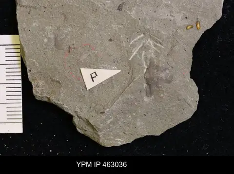 Dokumentasi YPM IP 463036 dengan identifikasi pada sumber Arapahoia raymondi. Isi dan label gambar dipertahankan.