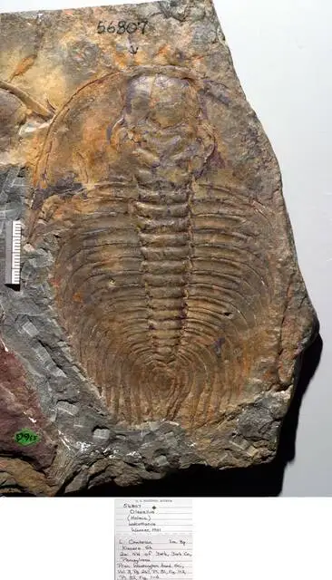 Dokumentasi USNM PAL56807 dengan identifikasi pada sumber Wanneria walcottana. Isi dan label gambar dipertahankan.