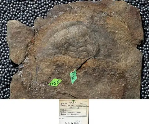 Dokumentasi USNM PAL90810 dengan identifikasi pada sumber Olenellus crassimarginatus. Isi dan label gambar dipertahankan.