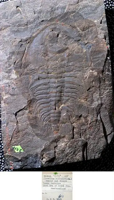 Dokumentasi USNM PAL90802 dengan identifikasi pada sumber Olenellus terranovicus. Isi dan label gambar dipertahankan.