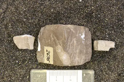Dokumentasi YPM IP 450914 dengan identifikasi pada sumber Cryptophragmus antiquatus. Isi dan label gambar dipertahankan.