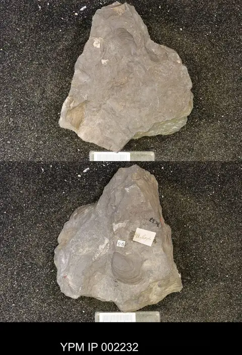 Dokumentasi YPM IP 002232 dengan identifikasi pada sumber Actinopteria boydi. Isi dan label gambar dipertahankan.