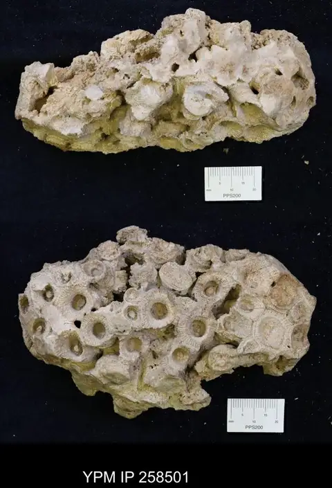 Dokumentasi YPM IP 258501 dengan identifikasi pada sumber Diphyphyllum archiaci. Isi dan label gambar dipertahankan.