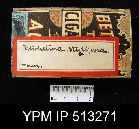 Dokumentasi YPM IP 513271 dengan identifikasi pada sumber Michelinia stylopora. Isi dan label gambar dipertahankan.