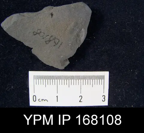 Dokumentasi YPM IP 168108 dengan identifikasi pada sumber Lingula ligea. Isi dan label gambar dipertahankan.