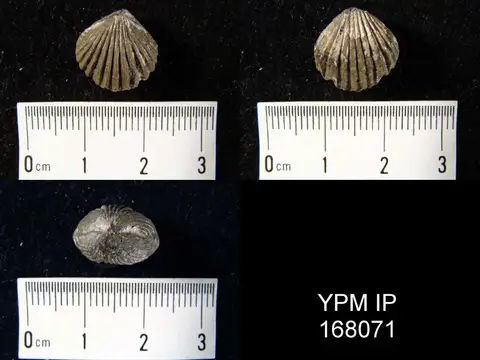 Dokumentasi YPM IP 168071 dengan identifikasi pada sumber Camarotoechia dotis. Isi dan label gambar dipertahankan.