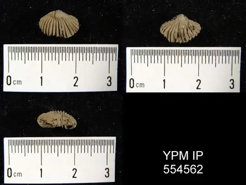 Dokumentasi YPM IP 554562 dengan identifikasi pada sumber Camarotoechia horsfordi. Isi dan label gambar dipertahankan.