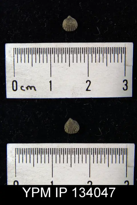 Dokumentasi YPM IP 134047 dengan identifikasi pada sumber Camarotoechia prolifica. Isi dan label gambar dipertahankan.