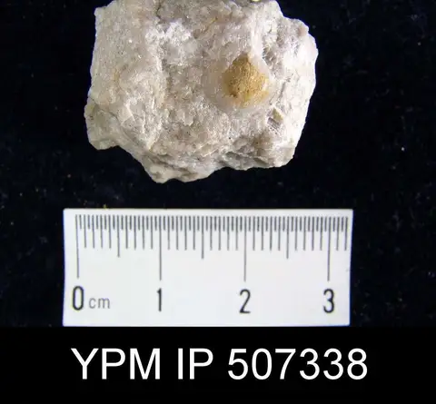 Dokumentasi YPM IP 507338 dengan identifikasi pada sumber Nucleospira concinna. Isi dan label gambar dipertahankan.