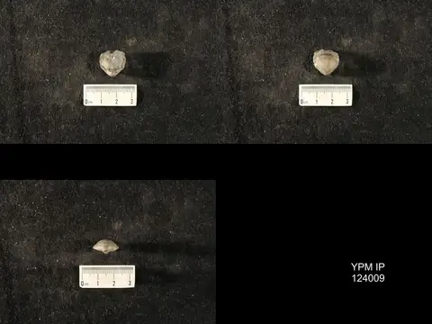 Dokumentasi YPM IP 124009 dengan identifikasi pada sumber Meristella haskinsi. Isi dan label gambar dipertahankan.