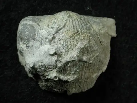 Dokumentasi P 41416 dengan identifikasi pada sumber Petrocrania hamiltoniae. Isi dan label gambar dipertahankan.
