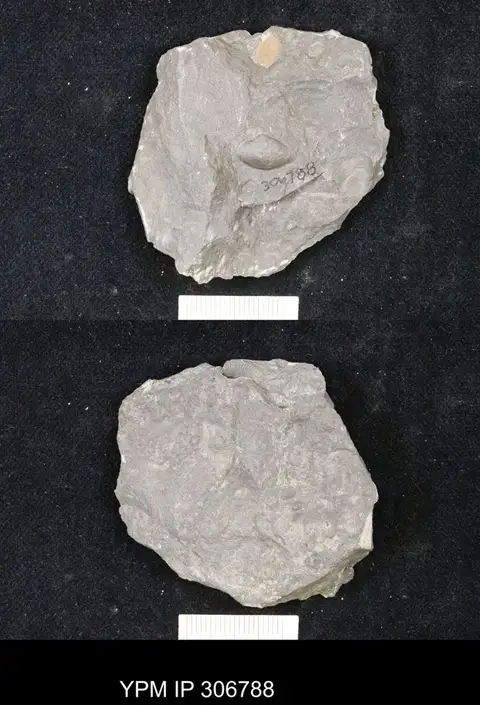 Dokumentasi YPM IP 306788 dengan identifikasi pada sumber Palaeoneilo constricta. Isi dan label gambar dipertahankan.