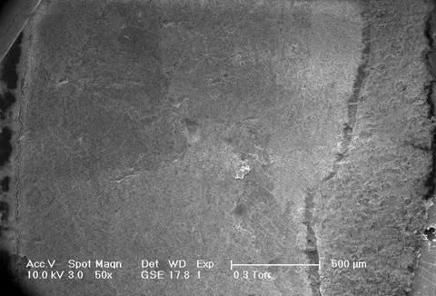 Dokumentasi YPM IP 202060 dengan identifikasi pada sumber Palaeoneilo filosa. Isi dan label gambar dipertahankan.