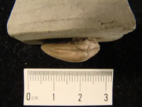 Dokumentasi YPM IP 038345 dengan identifikasi pada sumber Nucula ovata. Isi dan label gambar dipertahankan.