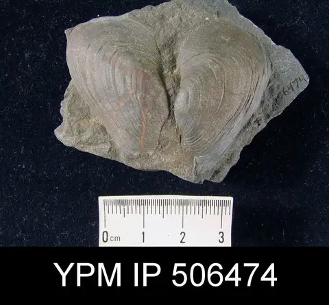 Dokumentasi YPM IP 506474 dengan identifikasi pada sumber Modiomorpha mytiloides. Isi dan label gambar dipertahankan.