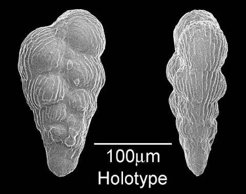 Dokumentasi USNM PR33 dengan identifikasi pada sumber Heterohelix navarroensis. Isi dan label gambar dipertahankan.