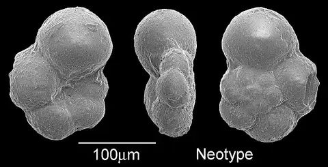 Dokumentasi USNM MO640917 dengan identifikasi pada sumber Hedbergella holmdelensis. Isi dan label gambar dipertahankan.