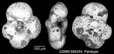 Dokumentasi USNM MO689254 dengan identifikasi pada sumber Whiteinella archaeocretacea. Isi dan label gambar dipertahankan.