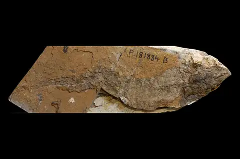 Dokumentasi P 181884 dengan identifikasi pada sumber Howidipterus donnae. Isi dan label gambar dipertahankan.