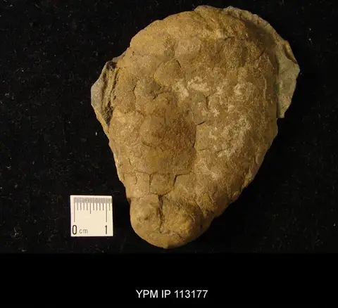 Dokumentasi YPM IP 113177 dengan identifikasi pada sumber Aristocystites bohemicus. Isi dan label gambar dipertahankan.