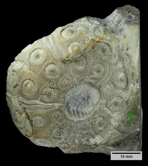 Dokumentasi USNM PAL8381 dengan identifikasi pada sumber Cidaris texanus. Isi dan label gambar dipertahankan.