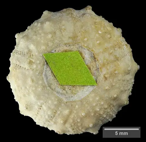 Dokumentasi USNM PAL108366 dengan identifikasi pada sumber Salenia hondoensis. Isi dan label gambar dipertahankan.