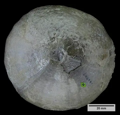Dokumentasi USNM PAL103707 dengan identifikasi pada sumber Pedinopsis pondi. Isi dan label gambar dipertahankan.