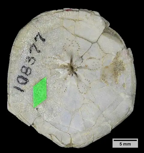 Dokumentasi USNM PAL108377 dengan identifikasi pada sumber Faujasia chelonium. Isi dan label gambar dipertahankan.