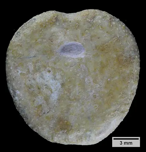 Dokumentasi USNM PAL76279 dengan identifikasi pada sumber Cardiaster leonensis. Isi dan label gambar dipertahankan.