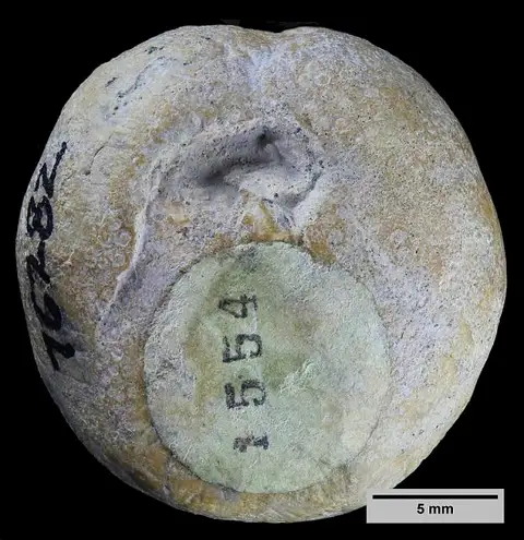 Dokumentasi USNM PAL76282 dengan identifikasi pada sumber Hemiaster benhurensis. Isi dan label gambar dipertahankan.