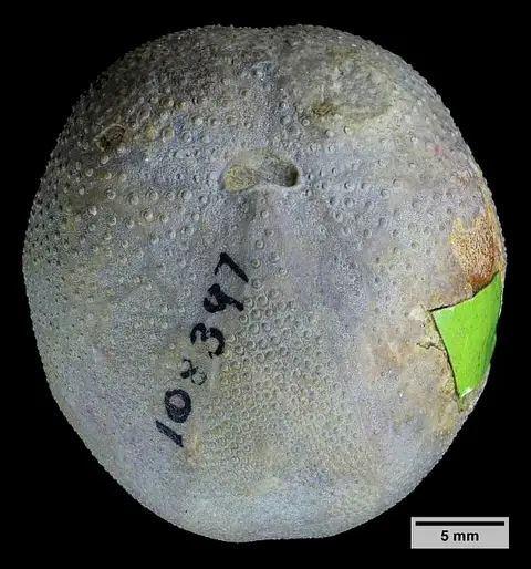 Dokumentasi USNM PAL108397 dengan identifikasi pada sumber Hemiaster arcolensis. Isi dan label gambar dipertahankan.