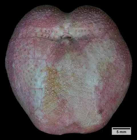 Dokumentasi USNM PAL108399 dengan identifikasi pada sumber Hemiaster texanus. Isi dan label gambar dipertahankan.