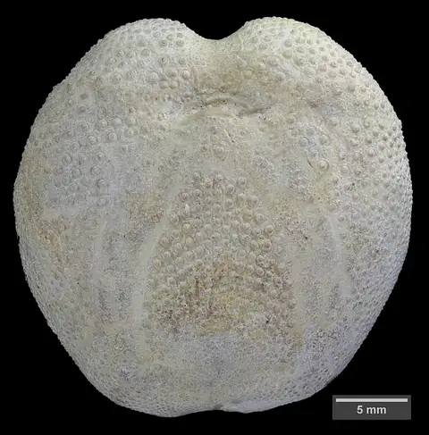Dokumentasi USNM PAL73448 dengan identifikasi pada sumber Linthia variabilis. Isi dan label gambar dipertahankan.