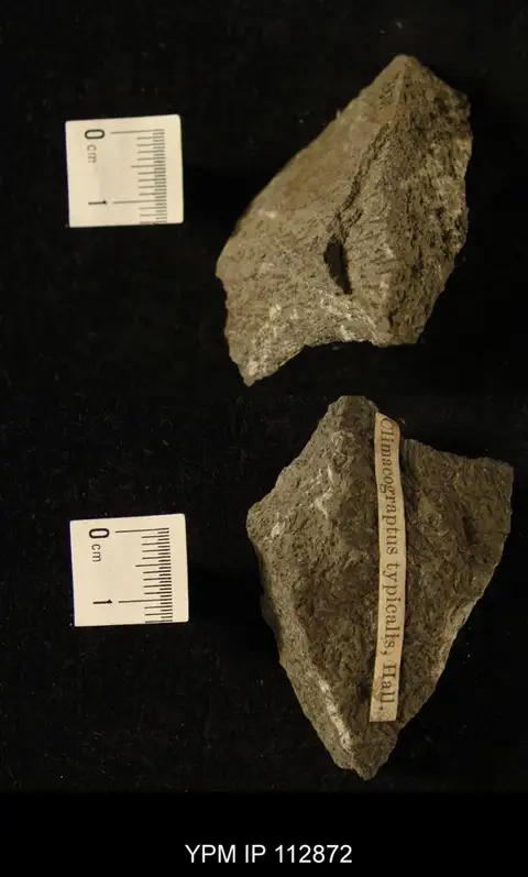 Dokumentasi YPM IP 112872 dengan identifikasi pada sumber Climacograptus typicalis. Isi dan label gambar dipertahankan.