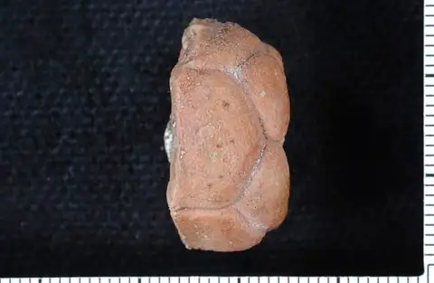 Dokumentasi USNM S5124 dengan identifikasi pada sumber Sinocrinus sheareri. Isi dan label gambar dipertahankan.