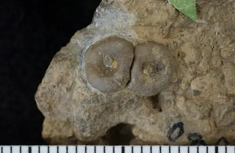 Dokumentasi USNM PAL87168 dengan identifikasi pada sumber Lichenocrinus subaequalis. Isi dan label gambar dipertahankan.