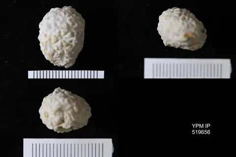 Dokumentasi YPM IP 519656 dengan identifikasi pada sumber Oklahomacystis tribrachiatus. Isi dan label gambar dipertahankan.