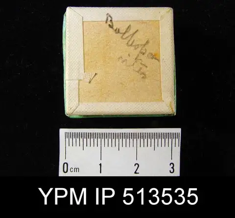 Dokumentasi YPM IP 513535 dengan identifikasi pada sumber Bolboporites americanus. Isi dan label gambar dipertahankan.