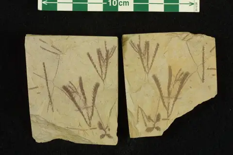 Dokumentasi P 315058 dengan identifikasi pada sumber Tetragraptus quadribrachiatus. Isi dan label gambar dipertahankan.