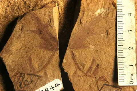 Dokumentasi YPM PB 029255.A dengan identifikasi pada sumber Mahonia lobodonta. Isi dan label gambar dipertahankan.