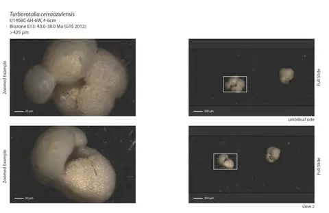 Dokumentasi YPM IP 237616 dengan identifikasi pada sumber Turborotalia cerroazulensis. Isi dan label gambar dipertahankan.