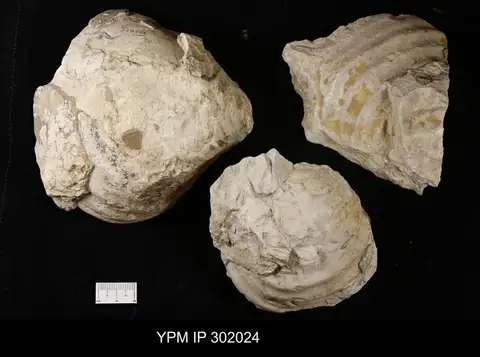 Dokumentasi YPM IP 302024 dengan identifikasi pada sumber Cremnoceramus deformis. Isi dan label gambar dipertahankan.