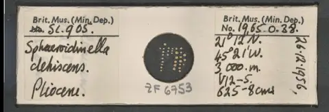 Dokumentasi PM ZF 6753 dengan identifikasi pada sumber Sphaeroidinella dehiscens. Isi dan label gambar dipertahankan.