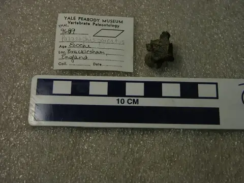 Dokumentasi YPM VP 009689 dengan identifikasi pada sumber Palaeophis porcatus. Isi dan label gambar dipertahankan.