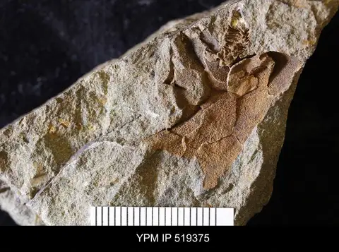 Dokumentasi YPM IP 519375 dengan identifikasi pada sumber Ceratocystis perneri. Isi dan label gambar dipertahankan.