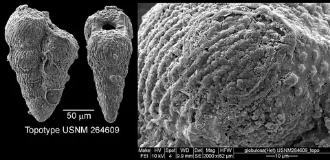Dokumentasi USNM PAL264609 dengan identifikasi pada sumber Heterohelix globulosa. Isi dan label gambar dipertahankan.