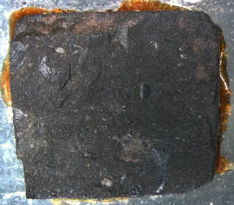 Dokumentasi PM X 3538 dengan identifikasi pada sumber Polygnathus linguiformis. Isi dan label gambar dipertahankan.