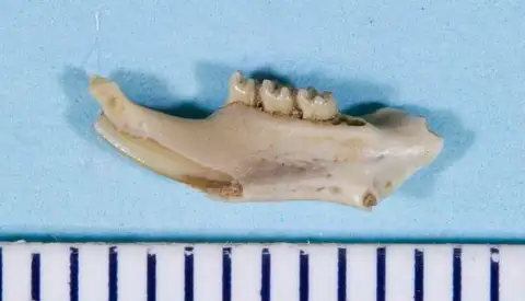 Dokumentasi USNM PAL362472 dengan identifikasi pada sumber Adjidaumo lophatus. Isi dan label gambar dipertahankan.