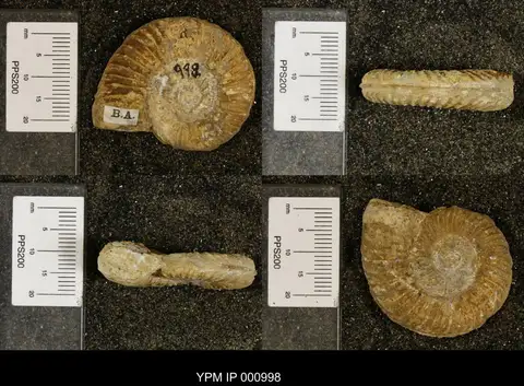 Dokumentasi YPM IP 000998 dengan identifikasi pada sumber Haplopleuroceras subspinatum. Isi dan label gambar dipertahankan.